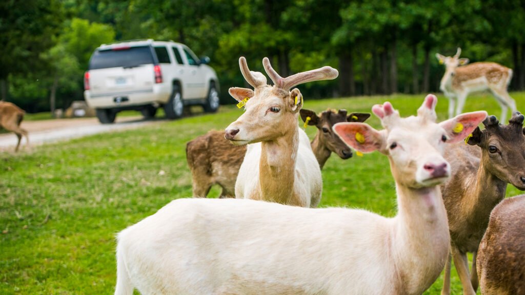 Reindeer Rental St Louis